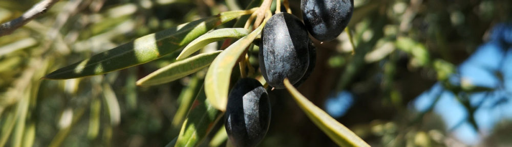 Oliveira com azeitonas