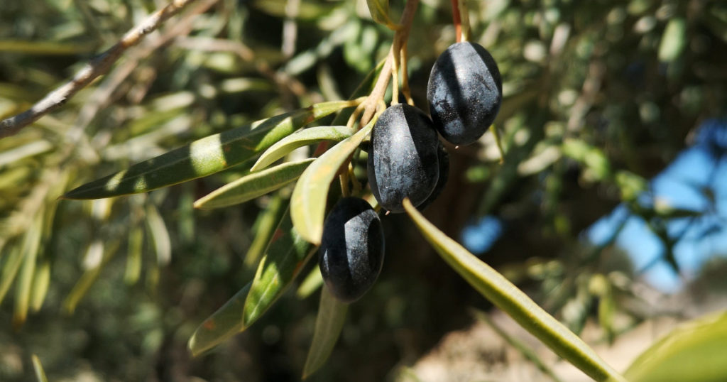 Oliveira com azeitonas